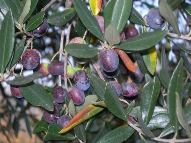 Olive alla giusta maturazione